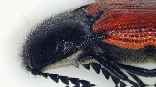 Réf. 282 961 : Ampedus rufipennis